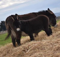 Malakai Farm Stay - Accommodation Cairns