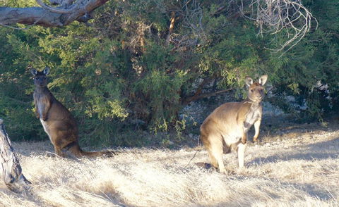 The Cape - Accommodation Cairns 4