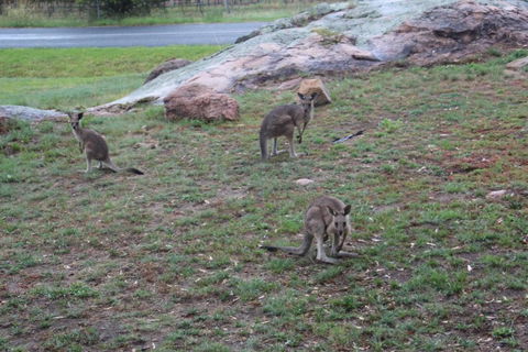 Zuny Yurt - Accommodation Cairns 3