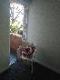 Abbeville Apartments - Accommodation Cairns 5