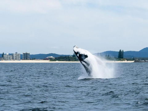 Beachpoint 403 On The Beach! - Accommodation Cairns 4