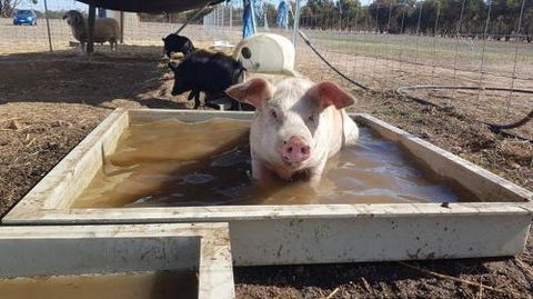 A Better Life Animal Sanctuary FarmStay Private Two Bedrooms Lounge Room & Bathroom & Toilet Shared Kitchen - Accommodation Cairns 2