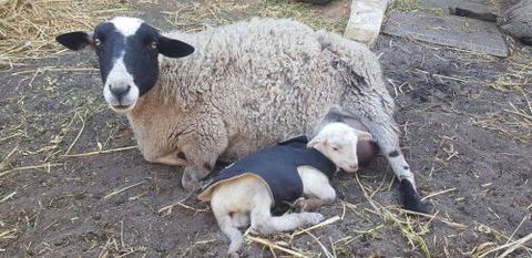 A Better Life Animal Sanctuary FarmStay Private Two Bedrooms Lounge Room & Bathroom & Toilet Shared Kitchen - Accommodation Cairns 1