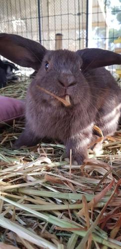 A Better Life Animal Sanctuary FarmStay Private Two Bedrooms Lounge Room & Bathroom & Toilet Shared Kitchen - Accommodation Cairns 5