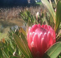 Creswick Cabin Retreat - Accommodation Cairns