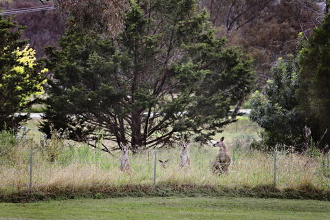 BATHURST GOLDFIELDS MOTEL On MOUNT PANORAMA - Accommodation Cairns 6
