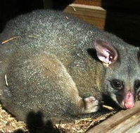 Giba Gunyah Country Cottages - Accommodation Cairns