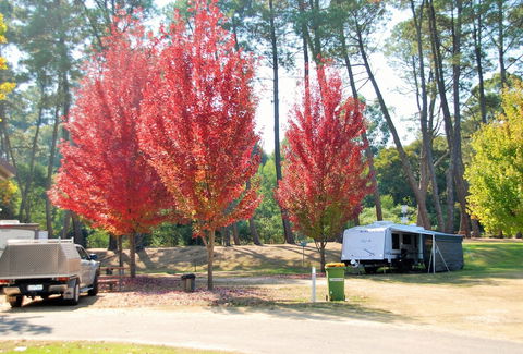 Beechworth Lake Sambell Caravan Park - Accommodation Cairns 1