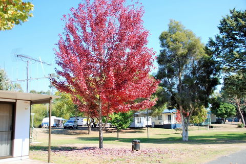 Beechworth Lake Sambell Caravan Park - Accommodation Cairns 6
