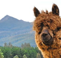 Maydena Mountain Cabins - Accommodation Cairns