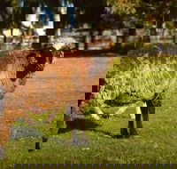 Enderslie House Bed  Breakfast - Accommodation Cairns