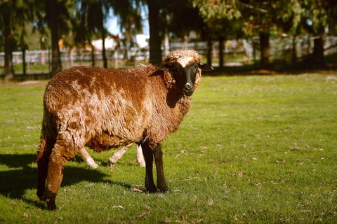 Enderslie House Bed & Breakfast - Accommodation Cairns 0