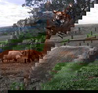 Morella Farm Stay - Accommodation Cairns