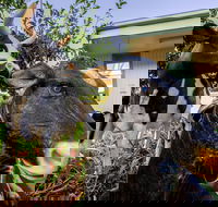 Big4 Shepparton Park Lane - Accommodation Cairns