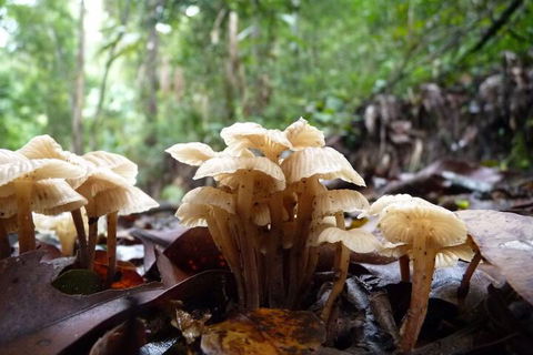 Bellthorpe Stays - Accommodation Cairns 3