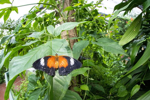 Batchelor Butterfly Farm - Accommodation Cairns 6