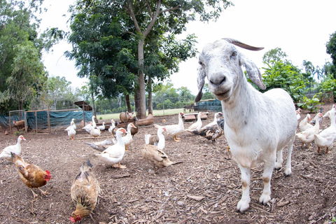 Batchelor Butterfly Farm - Accommodation Cairns 1