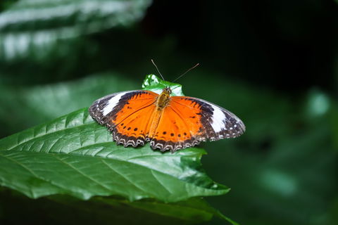 Batchelor Butterfly Farm - Accommodation Cairns 2
