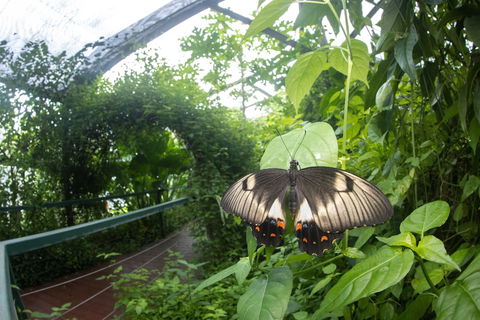 Batchelor Butterfly Farm - Accommodation Cairns 5