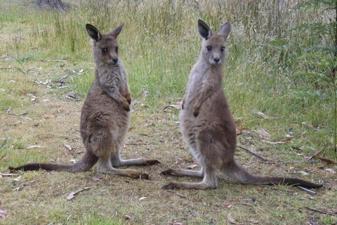 Base Camp Tasmania - Accommodation Cairns 2