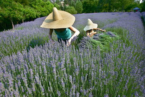 Lavandula Swiss Italian Farm - Accommodation Cairns 0