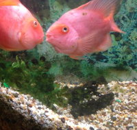 Eastern City Chinese Restaurant - Accommodation Cairns