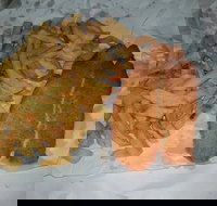 Chipp Inn - Accommodation Cairns