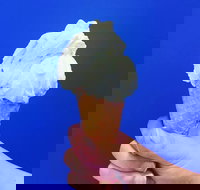 Gelato Papa - Accommodation Cairns