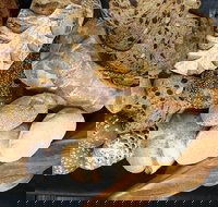 Iluka Bakery - Accommodation Cairns