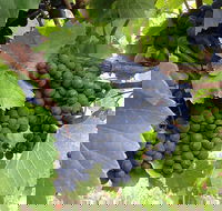 Marcus Hill Vineyard