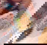 La Porchetta Colac - Colac - Accommodation Cairns