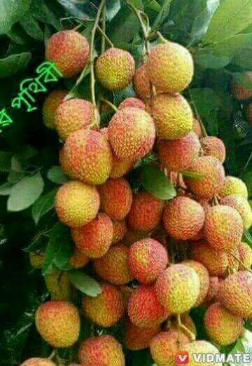 SA's Smokin Pizza - Accommodation Cairns 0