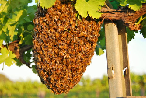 Whistling Kite Biodynamic Wines - Accommodation Cairns 0