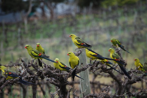 Whistling Kite Biodynamic Wines - Accommodation Cairns 2