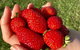 Beechworth Berries - thumb 0