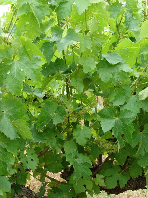 Mount Benson Estate - Accommodation Cairns 2