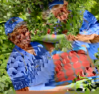 Willayoung Orchard - Accommodation Cairns