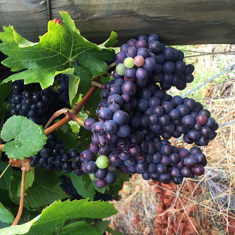 Freycinet Vineyard - Accommodation Cairns 1