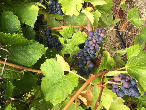 Freycinet Vineyard - Accommodation Cairns 2