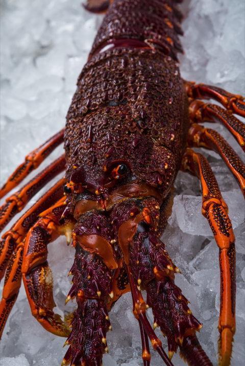 Lobster Shack Tasmania - Accommodation Cairns 0