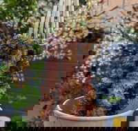 Lovin'Lamb - Accommodation Cairns