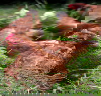 Holbrook Paddock Eggs - Accommodation Cairns