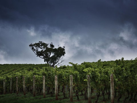 Dalrymple Vineyards - Accommodation Cairns 0
