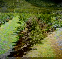 Gartelmann Wines - Accommodation Cairns