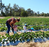 The Big Strawberry - Accommodation Cairns