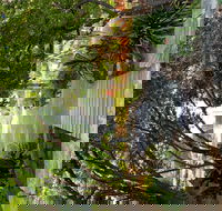 Velvet  Willow - Accommodation Cairns