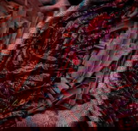 Urban Tadka - Accommodation Cairns