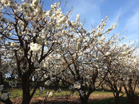 Allambie Orchard And Cafe - Accommodation Cairns 0