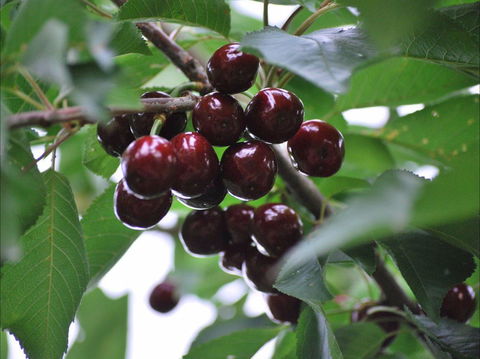 Allambie Orchard And Cafe - Accommodation Cairns 1