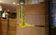 Katuk - thumb 0